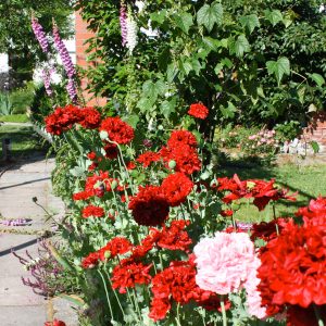 csommer2